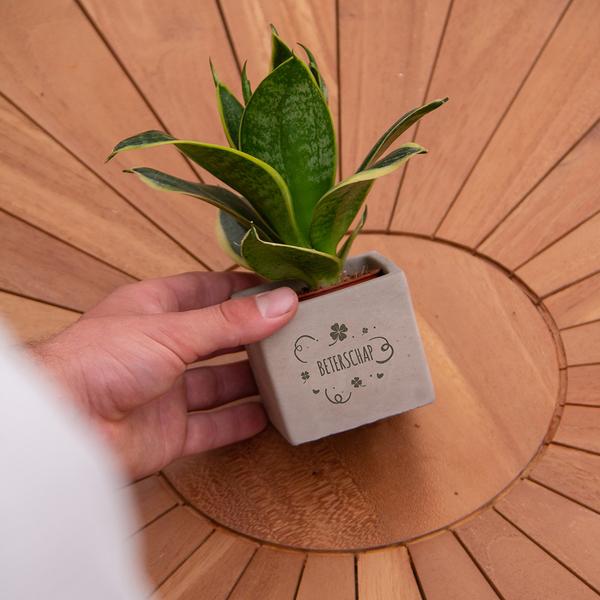 Sansevieria | Beterschap