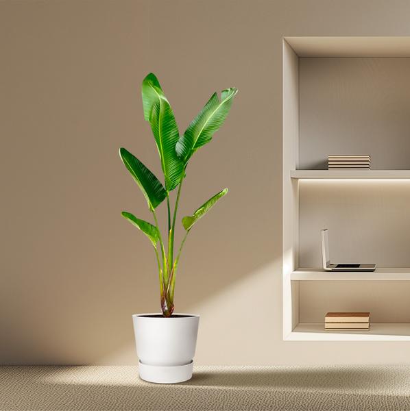 Strelitzia Augusta - 210cm - 30