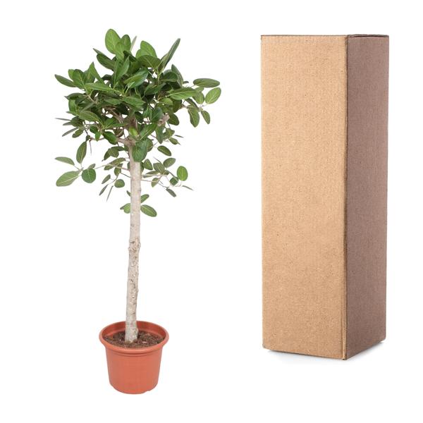 Ficus Benghalensis boom - 190 cm - ø40