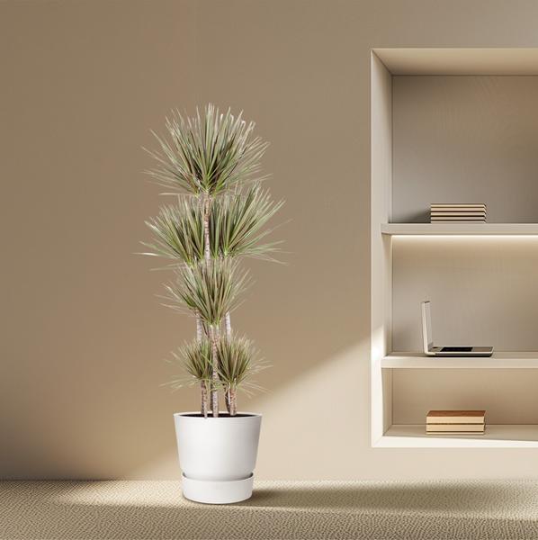Dracaena Bicolor Carrousel - 190 cm - ø34