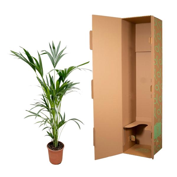 Kentia palm - Ø24