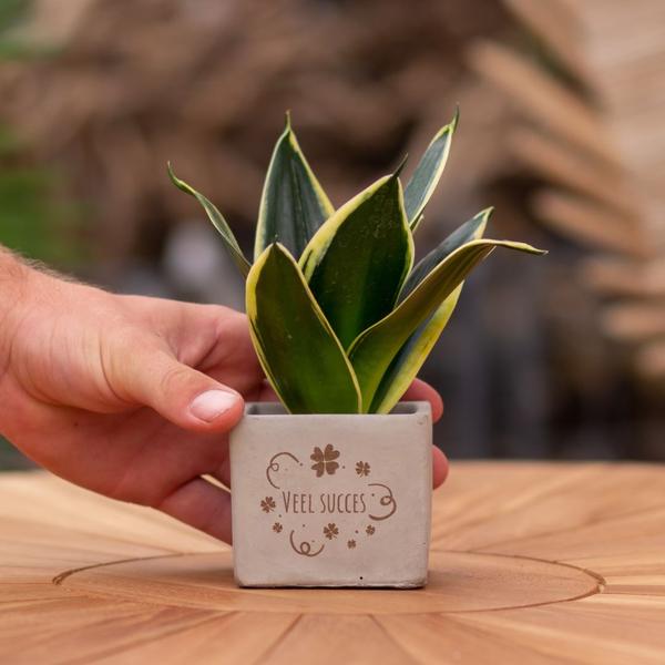 Sansevieria | Veel succes
