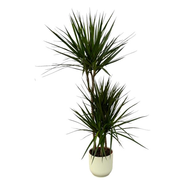 Dracaena Marginata - 120cm - Ø21cm inclusief elho Vibes Fold Round wit D22xH20