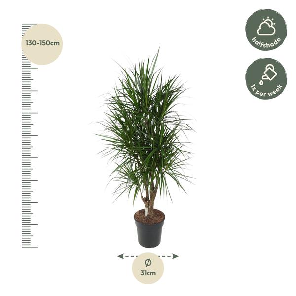 Dracaena Marginata vertakt - 140 cm - ø31