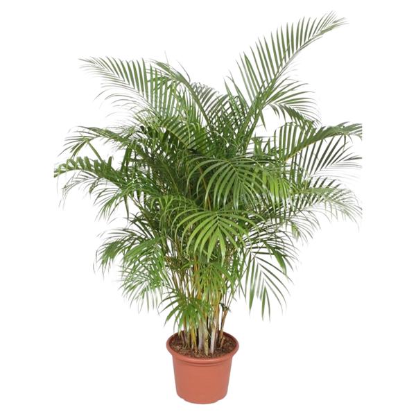 Dypsis Lutescens (Goudpalm) - 200 cm - ø40