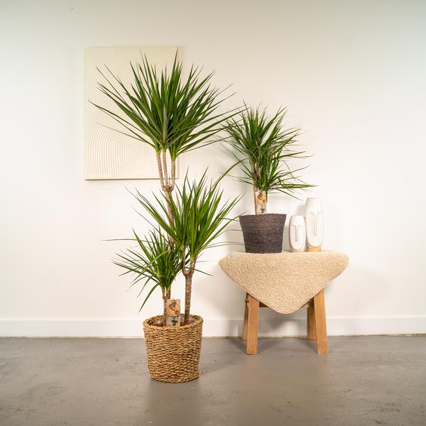 Dracaena - 120cm - Ø21cm + Dracaena - 70cm - Ø17cm