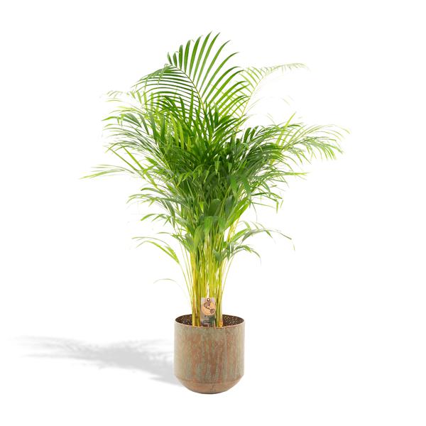 Areca palm - Ø24cm - 130cm
