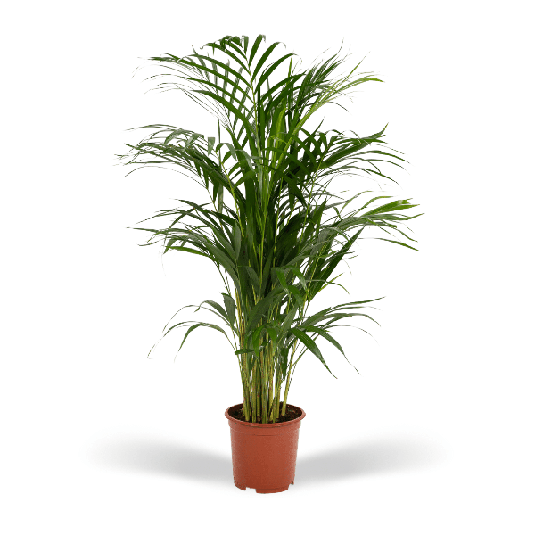 Areca palm - Ø19cm - 85cm