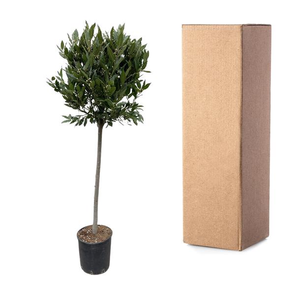 Laurus Nobilis stam - 210 cm - ø40