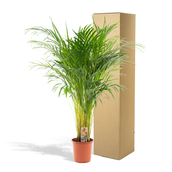 Areca palm - Ø21cm - 110cm