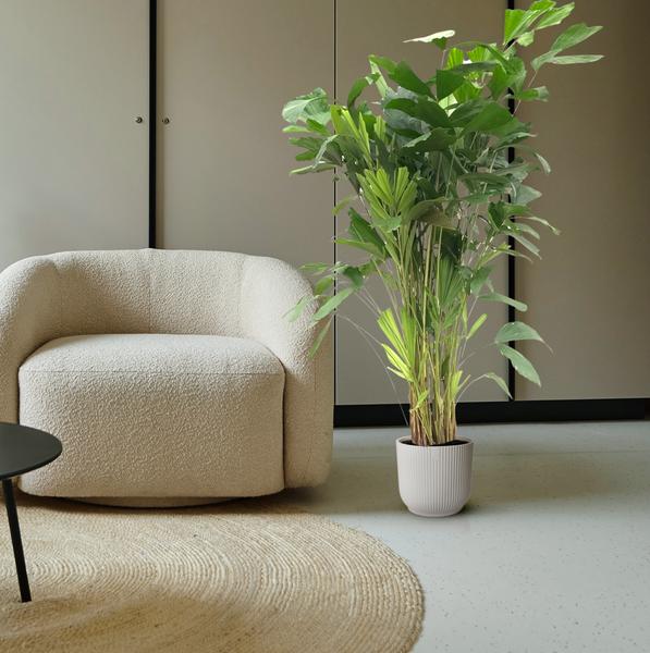 Grote Kamerplanten
