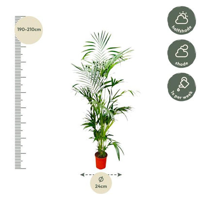 Kentia palm - Ø24