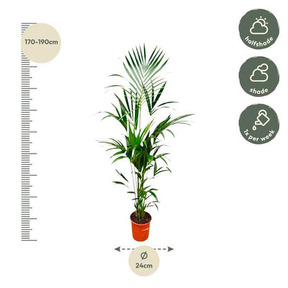 Kentia palm - Ø24