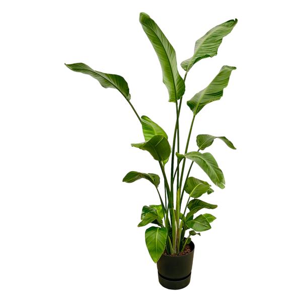 Strelitzia Nicolai - 180 cm - Ø30