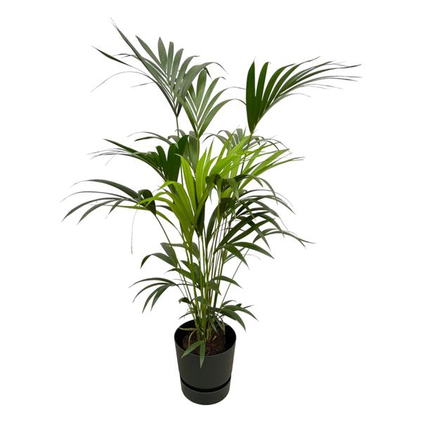 Kentia palm - 160cm - Ø30