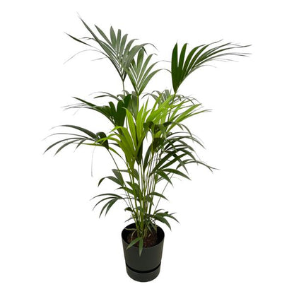 Kentia palm - 160cm - Ø30