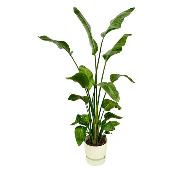 Strelitzia Nicolai - 180 cm - Ø30