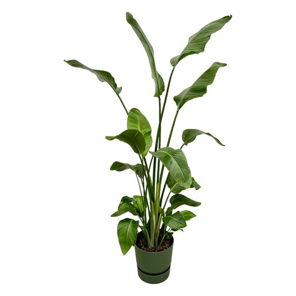 Strelitzia Nicolai - 180 cm - Ø30