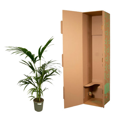 Kentia palm - 160cm - Ø30