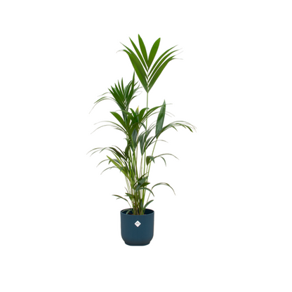 Kentia palm - 160cm - Ø30