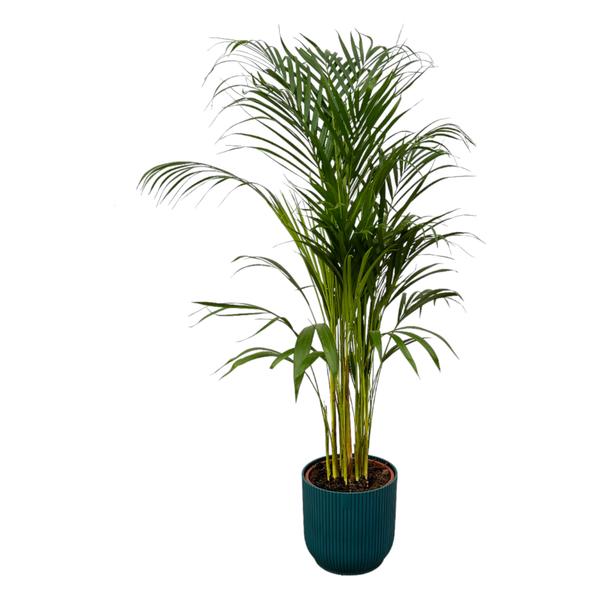 Areca palm - Ø21cm - 110cm