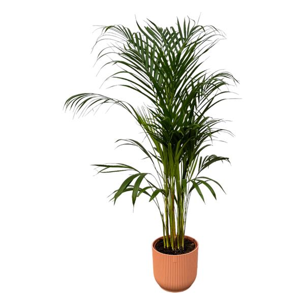 Areca palm - Ø21cm - 110cm