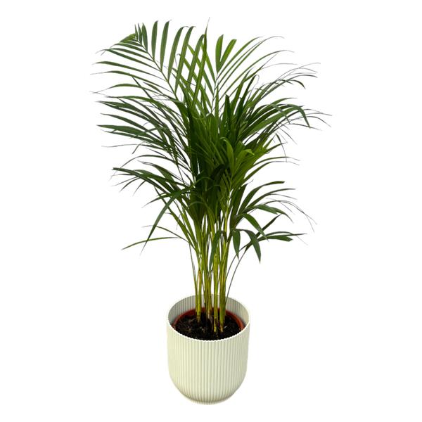 Areca palm - Ø19cm - 85cm