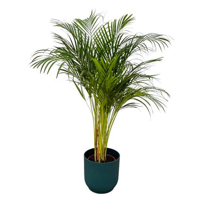 Areca palm - Ø24cm - 130cm