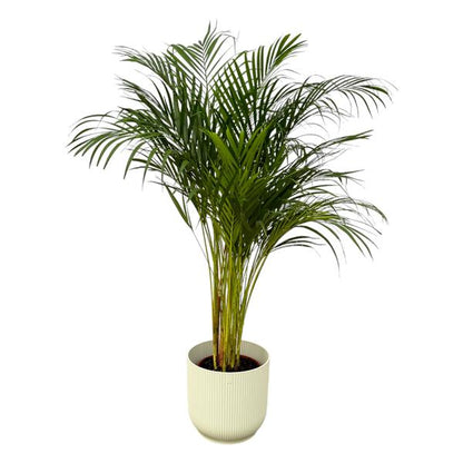Areca palm - Ø24cm - 130cm