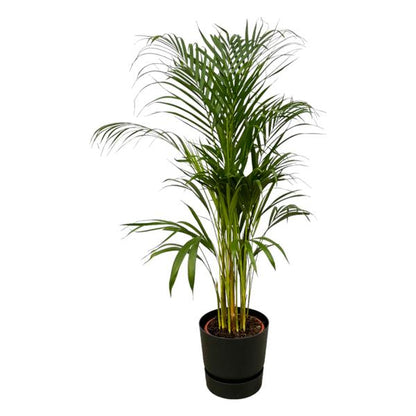 Areca palm - Ø21cm - 110cm