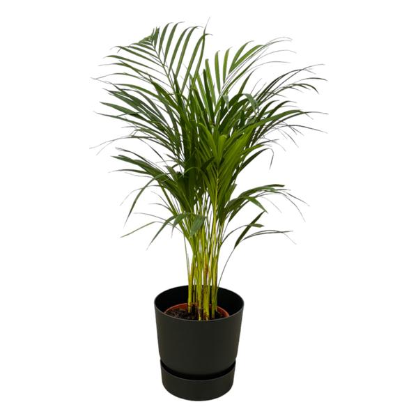 Areca palm - Ø19cm - 85cm