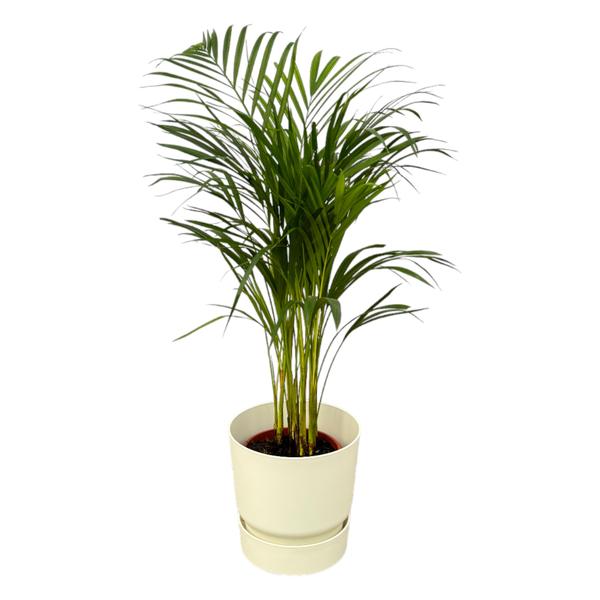 Areca palm - Ø19cm - 85cm