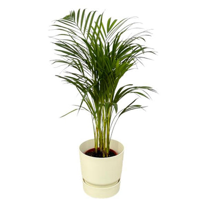 Areca palm - Ø19cm - 85cm