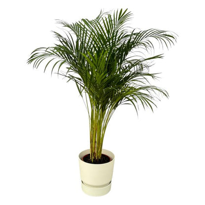 Areca palm - Ø24cm - 130cm