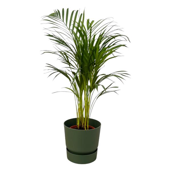 Areca palm - Ø19cm - 85cm