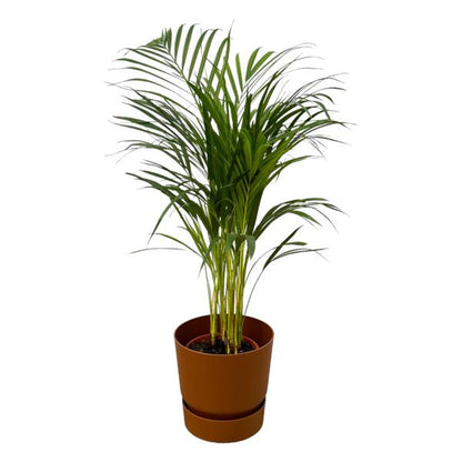 Areca palm - Ø19cm - 85cm
