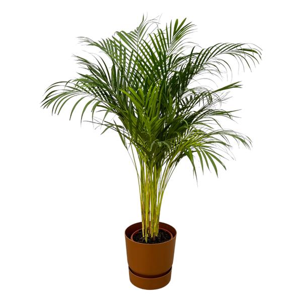 Areca palm - Ø24cm - 130cm