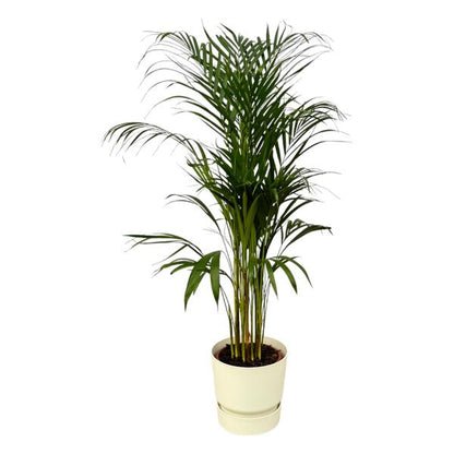 Areca palm - Ø21cm - 110cm