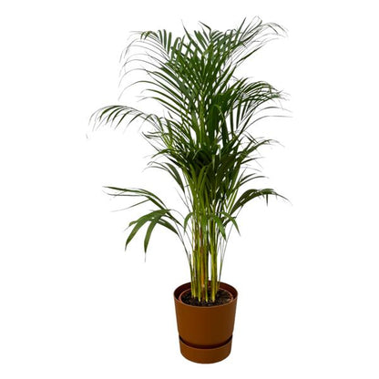 Areca palm - Ø21cm - 110cm
