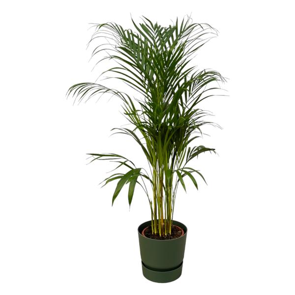 Areca palm - Ø21cm - 110cm