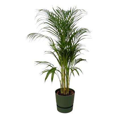 Areca palm - Ø21cm - 110cm