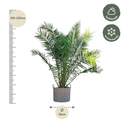 Phoenix Canariensis - 300cm - ø40