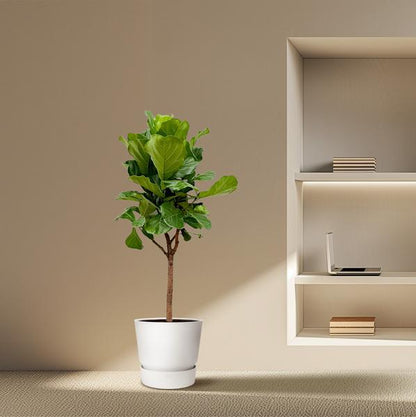Ficus Lyrata boom - 180cm - 30