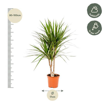 Dracaena Marginata - Ø17cm - ?90cm