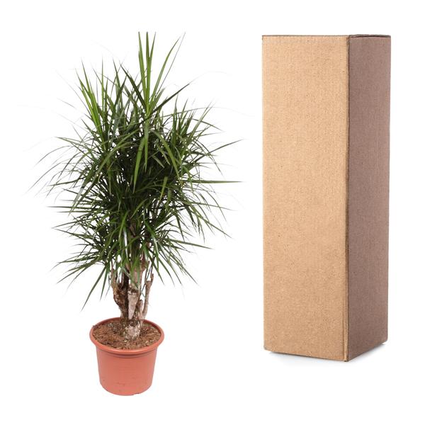 Dracaena Marginata vertakt - 160 cm - ø32