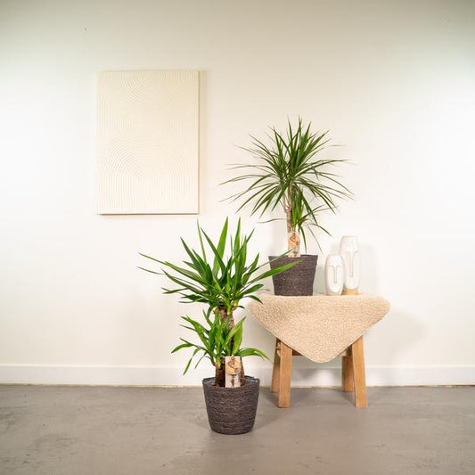 Dracaena 70cm - Ø17cm + Yucca 90cm - Ø17cm