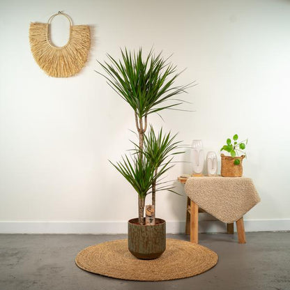Dracaena Marginata - Ø21cm - ?120cm