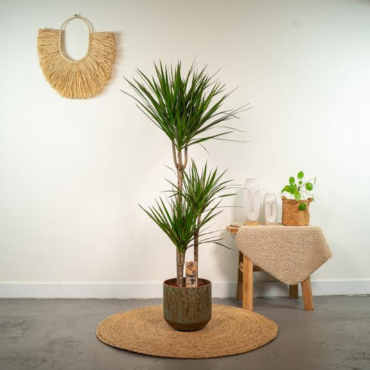 Dracaena Marginata - Ø21cm - ?120cm