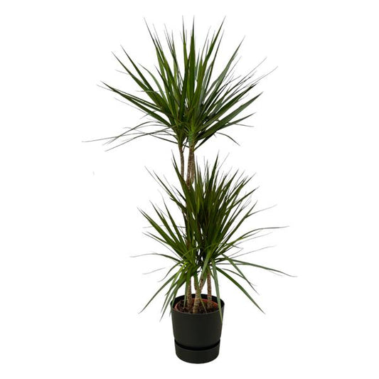 Dracaena Marginata - 120cm - Ø21cm inclusief elho Greenville Round zwart D24xH23