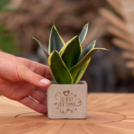 Sansevieria | Jij bent een topper